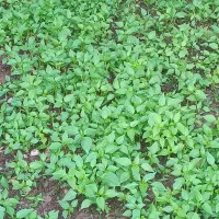 نشا فلفل تند محلی دسته ای ۳۰ در چلندر