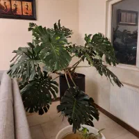 برگ انجیری مانسترا بیگ سایز