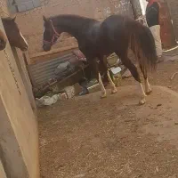 کره نریون درهشور