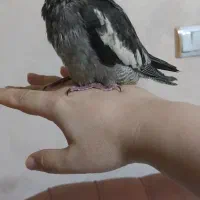 جوجه طوطی عروس