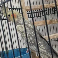 عروس هلندی|پرنده|بیرجند, |دیوار