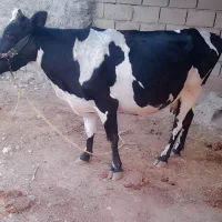 گاو هلشتاین چاق چاق