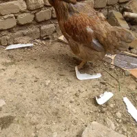مرغ