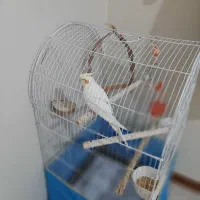 پرنده عروس هلندی فروشی