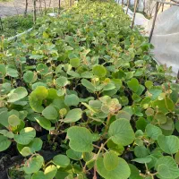 نهال کیوی هایوارد طلایی یکساله و دوساله