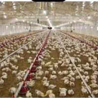 مرغ-داری-30-هزارتایی