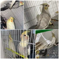 عروس هلندی جفت و تکی ارزان