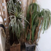 گل مصنوعی آپارتمانی