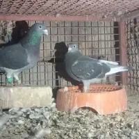 کبوتره جان آردن|پرنده|زابل, |دیوار