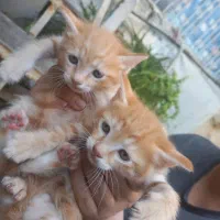 بچه گربه نارنجی