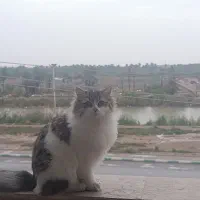 گربه جفتگیری گربه