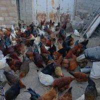 خروس و مرغ جوان زنده و پاک شده  توضیحات خوانده شود