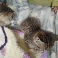 گبره فروشی  3500