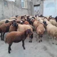 گوسفند داشتی آبستن