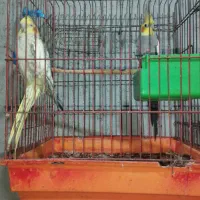 عروس هلندی|پرنده|میناب, |دیوار