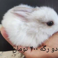 بچه خرگوش ها|موش و خرگوش|برازجان, |دیوار