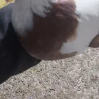 طوقی|پرنده|کبودرآهنگ, |دیوار