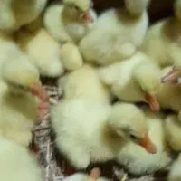 فروش جوجه غاز لیندا