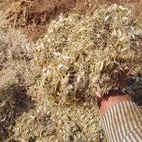 فروش کاه لوبیا نقد و اقساط تحویل دامداری|حیوانات مزرعه|قزوین, |دیوار