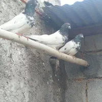 کبوتر درجه یک فروشی