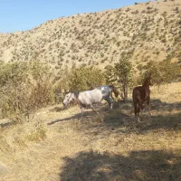 مادیان و کره اسب|اسب و تجهیزات اسب‌سواری|کوهدشت, |دیوار