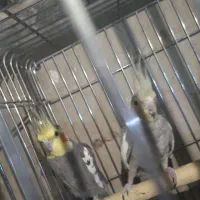 پرنده|پرنده|کرج, بنیاد|دیوار