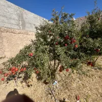 اجاره دامداری شهرک گاوداران اعلا