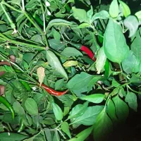 فلفل شیرین و تند تازه چین خوب