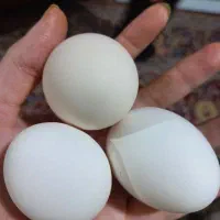 تخم مرغ رسمی