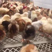 فروش تکی و عمده جوجه محلی نژاد تخمگزار گلپایگانی