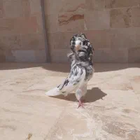 ماده سوپر شامپیون