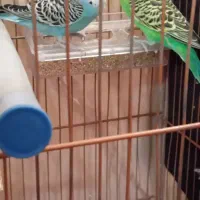 یک جفت مرغ عشق|پرنده|تبریز, |دیوار