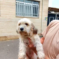 تریر ماده با سابقه زایمان موفق|سگ|لاهیجان, پردسر|دیوار