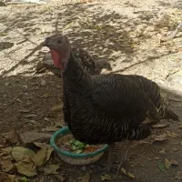 بوقله نر و ماده هفت ماهه واکسن زده