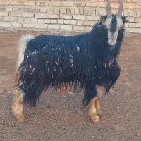 بزغاله دوبری|حیوانات مزرعه|کمیجان, |دیوار