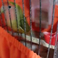 طوطی برزیلی