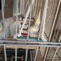 عروس هلندی نر|پرنده|اسلامشهر, شهرک مهدیه|دیوار