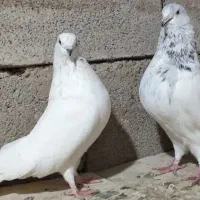 شیخ پاکستانی درشت کمیاب