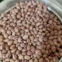 باسلام حبوبات قیمت  مناسب