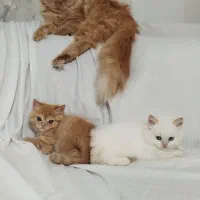 گربه پرشین|گربه|گرگان, |دیوار