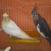 عروس هلندی