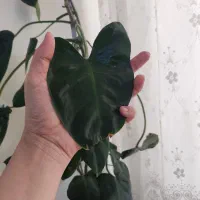 گل فیلو دندرون