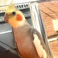 گمشده عروس هلندی