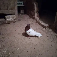 کبوتر نرو ماده