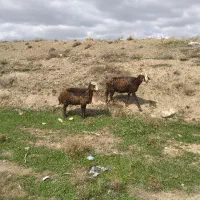 دو راس میش و بره