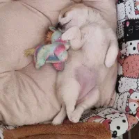 توله سگ ۴ماهه