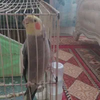 عروس هلندی سیامون نر