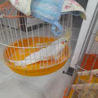 عروس هلندی|پرنده|ماهدشت, |دیوار