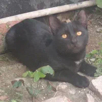 فروش گربه خونگی dsh نژاد هندی|گربه|بابل, |دیوار