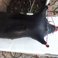 مشک اب|صنایع دستی و سایر لوازم تزئینی|آبدانان, |دیوار